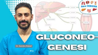 Metabolismo gluconeogenesi [upl. by Shuler]