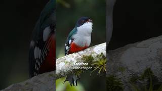 Tocororo Cuban trogon🪶 Nuestra espléndida ave nacional 🇨🇺  birds tocororo [upl. by Roti]