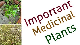 Two important medicinal plants Stevia and Guggul  Latest upload 2018 [upl. by Tshombe]