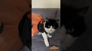 halloween 🎃 gatuno cat viralshort [upl. by Niu]