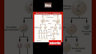 Spermatogenesis ampOogenesisscience biology neet competition medical educationytshorts viral [upl. by Baram603]