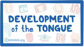 Development of the Tongue [upl. by Root]