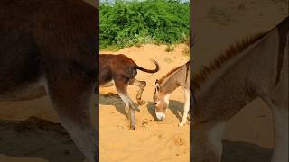 donkeys enjoy fun animals [upl. by Ennaeus]