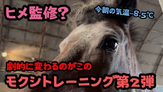 【仔馬のトレーニング】ヒメ監修？劇的に変わるのが2回目のトレーニング [upl. by Alian]