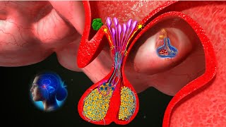 Pituitary Gland 3D Animation  Anatomy amp Functions of the Pituitary Gland  shorts [upl. by Hesky]