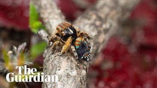 New peacock spider species filmed in Western Australia [upl. by Eirtemed300]