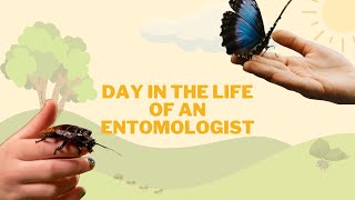 Day in the Life of an Entomologist [upl. by Alahcim]