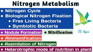 Nitrogen cycle  नाइट्रोजन चक  Niteogen fixation  Nitrogen metabolism in plants [upl. by Janeczka652]