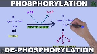 Phosphorylation and Dephosphorylation  Protein Phosphorylation [upl. by Alyks]