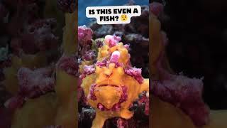 😯Unreal The Frogfish You Won’t Believe Exists😯 shorts nature [upl. by Annaert]