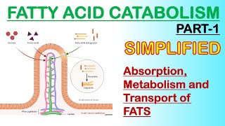 Fattyacid catabolism Part 1 [upl. by Yenruoj15]