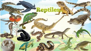 Reptiles Name For Kids  Some Facts About Reptiles  Reptiles  SnakeLizardCrocodile ampTurtle Name [upl. by Ahsened]