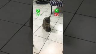 Si es contigoapoyo gato memes ecuador [upl. by Nohs321]