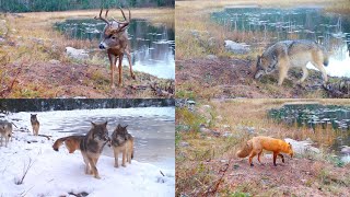 Northwoods wildlife deep in the heart of Voyageurs National Park [upl. by Hcirdeirf]