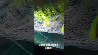 Danio fish laying eggs [upl. by Asined]