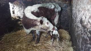 My First Irish Moiled Heifer Calf [upl. by Aisereht]