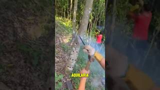 tree inoculation explained 🤯 [upl. by Adlecirg962]