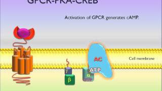 PicScience GPCR PKA CREB [upl. by Alleinad]