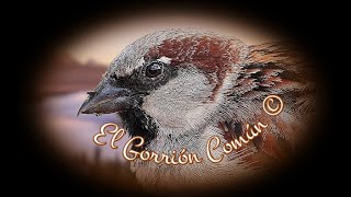 🕊️ Canto del Gorrión Común 🕊️ [upl. by Nelubez764]