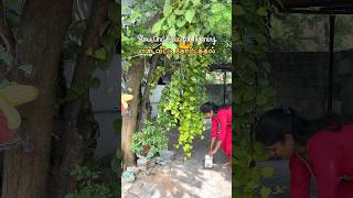 Mini Vlog 76  Amma Veedu sowbaraniyaramesh minivlog youtubeshorts [upl. by Wack]