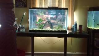 Excited Red Bellied Piranha in Planted 29 Gallon Tank [upl. by Etterb]