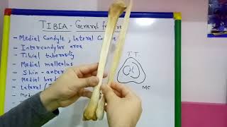 TIBIA PART1 GENERAL FEATURES BY DR MITESH DAVE [upl. by Averyl151]