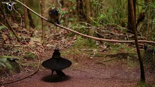 Western Parotia [upl. by Lunn]