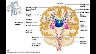 Commissure Fibers The Posterior Commissure [upl. by Anayrb]