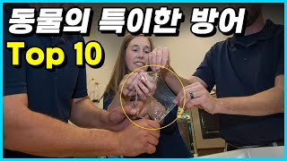 특이한 방어체계를 갖추고 있는 동물 Top 10 [upl. by Petit]