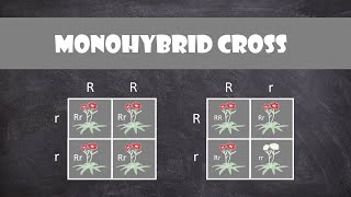 IGCSE Biology  Monohybrid inheritance 174 [upl. by Tenahs]