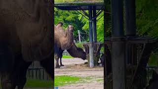 Mammals of Planckendael ZOO Mechelen Belgium Please subscribe my channel thankszooplanckendael [upl. by Natie]