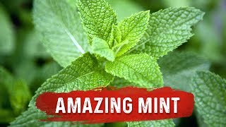 Mint Benefits for Health  Mint Leaf Uses for Digestion Issues  Dr Berg [upl. by Mehitable755]