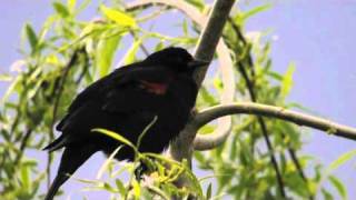 Redwinged Blackbird Sings [upl. by Hally474]