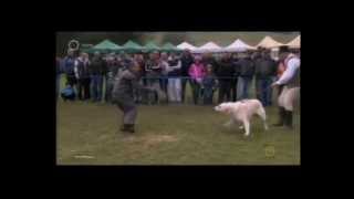 I Székelyföldi Tájjelegű Kuvasz Kiállítás Magyarandrásfalva 20130921 [upl. by Girard]