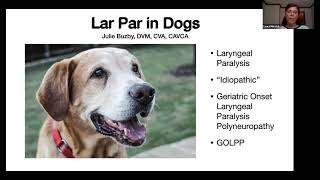 Laryngeal Paralysis in Dogs [upl. by Ahsena]