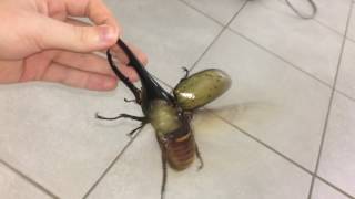 Largest beetle in the world flies [upl. by Eresed922]