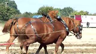 Suffolk Punches ploughing Sept 2007 Norfolk [upl. by Neerol593]