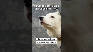 Tired of your dog’s ENDLESS SNIFFING 😤 dogtraining puppytraining dogtraining101 dogtrainer [upl. by Ennyleuqcaj]