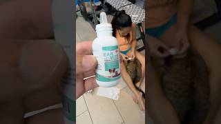 ✅Best Treatment for Ear Mites for my Cats  Dark Coffee Brown Ear Discharge [upl. by Macmullin]