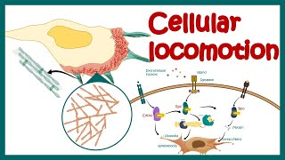 Cell locomotion  cell motility  cell migration  RhoRacCdc42 signaling in cell locomotion [upl. by Rett]