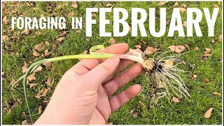 Foraging in February  UK Wildcrafts Foraging Calendar [upl. by Kirsch474]