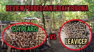 review perbedaan jenis lebah trigona clypearis vs leavicep [upl. by Towland482]