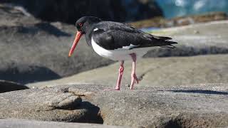 A Pied Oystercatcher being rejected by a pair of Sooty Oystercatchers [upl. by Bouchier456]