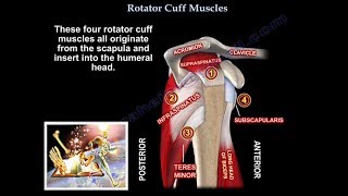 Rotator Cuff Muscles  Everything You Need To Know  Dr Nabil Ebraheim [upl. by Repsag]