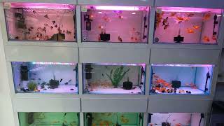 quotExploring Aqua Closet An Amazing Aquarium Shop with Wide Range of Fish and Suppliesquot aquariumshop [upl. by Haimrej606]