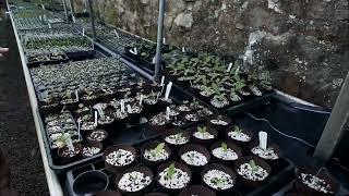 Seedling process  Burncoose Nurseries [upl. by Neenaj]