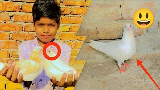 Ye Rehan konse kabutar le aya 🕊️🕊️🐦😃AsifkhanBirdsvlogs [upl. by Etiragram]