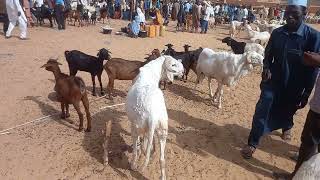 Fête de Tabaski au Nigeria Niger 2024 marché des moutons [upl. by Mavilia971]