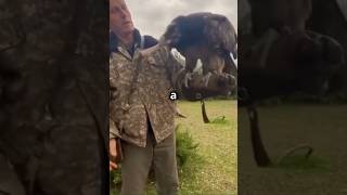 This Bird Only Eat Bones shorts animals facts shocking [upl. by Greta75]