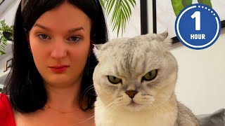 😹 FUNNIEST Cats Ever  Hilarious Cat Videos [upl. by Semadar]